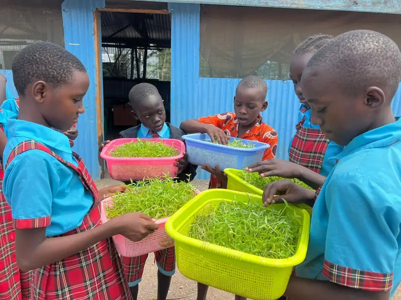 Refugee students practicing sprout farming for the Food for Education initiative at Light Academy