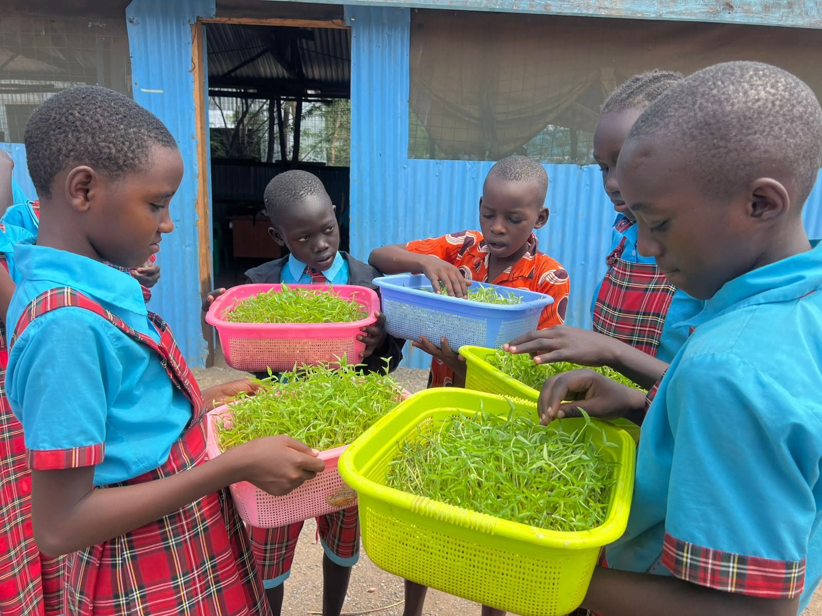 Refugee students practicing sprout farming for the Food for Education initiative at Light Academy